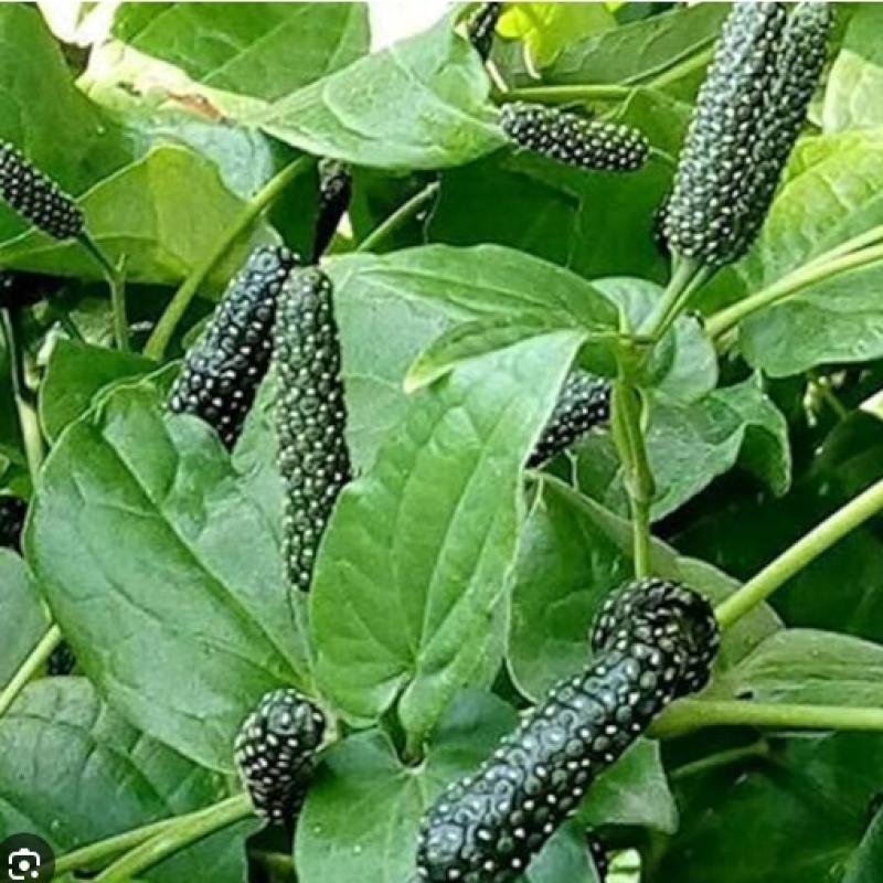 Pipal (Long Pepper / Pippali)